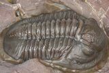 Inflated Proetid Trilobite - Jorf, Morocco #362851-1